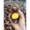 Hạt dẻ còn sống ngon 1kg - Giá chỉ 170.000đ, chất lượng cao, tươi mới 3