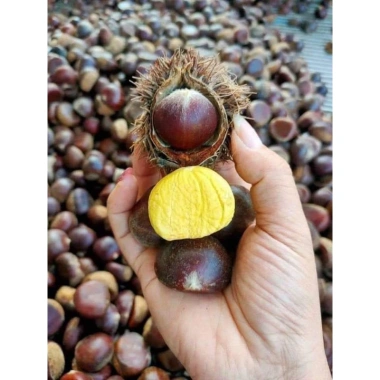 Hạt dẻ còn sống ngon 1kg - Giá chỉ 170.000đ, chất lượng cao, tươi mới