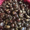 Hạt dẻ còn sống ngon 1kg - Giá chỉ 170.000đ, chất lượng cao, tươi mới 7