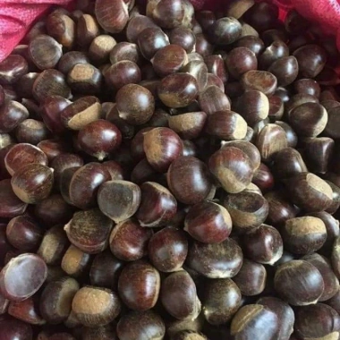 Hạt dẻ còn sống ngon 1kg - Giá chỉ 170.000đ, chất lượng cao, tươi mới