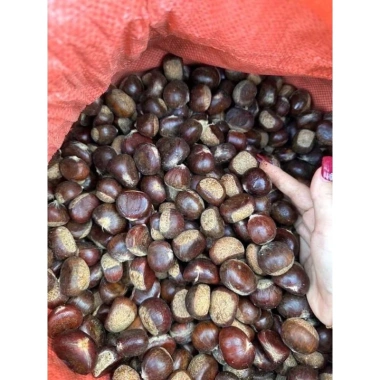 Hạt dẻ còn sống ngon 1kg - Giá chỉ 170.000đ, chất lượng cao, tươi mới