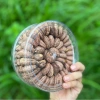 Hạt điều cồ A+ Nhà Coca rang muối nguyên vỏ lụa - Hộp xếp hoa 500gr giá ưu đãi 130k 5