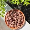 Hạt Điều Rang Muối Bình Phước - Ít muối, không chất bảo quản, quà Tết 216k 4
