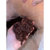 Hạt dưa Buôn Mê Thuột 0.5kg Đặc biệt giảm giá, chỉ 129.000₫, vị thơm ngon, an toàn 2