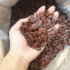 Hạt Dưa, Hạt Bí Trắng, Hạt Hướng Dương Size Trung - Túi Zip 500g, Đầy Đủ Hồ Sơ Công Bố, Kiểm Nghiệm, Giá 99.000đ 6