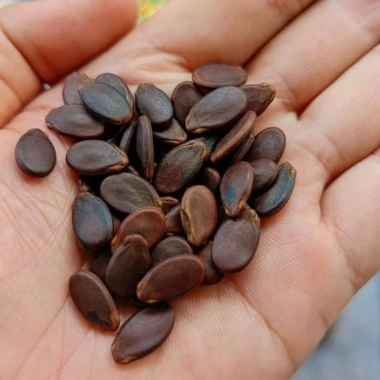 Hạt Dưa Rang Củi Loại 1 Không Nhuộm Màu 100g - Giảm giá 50.000, Giá gốc 63.500