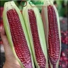Hạt giống Bắp Ngô Tím Chidida nhập khẩu, giống ngô ngọt siêu dẻo, thơm ngon, màu sắc bắt mắt, giá ưu đãi 11.760₫ 5