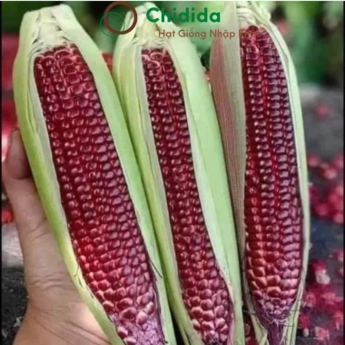 Hạt giống Bắp Ngô Tím Chidida nhập khẩu, giống ngô ngọt siêu dẻo, thơm ngon, màu sắc bắt mắt, giá ưu đãi 11.760₫ 5 Hạt giống Bắp Ngô Tím Chidida nhập khẩu, giống ngô ngọt siêu dẻo, thơm ngon, màu sắc bắt mắt, giá ưu đãi 11.760₫ 5