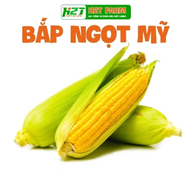 Hạt giống Bắp Ngô Tím Chidida nhập khẩu, giống ngô ngọt siêu dẻo, thơm ngon, màu sắc bắt mắt, giá ưu đãi 11.760₫