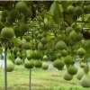 Hạt Giống Bầu Hồ Lô Năng Suất Cao - hatgiongnhapkhau - Giá 14.000đ, Tiết Kiệm, Năng Lượng Tối Đa 3