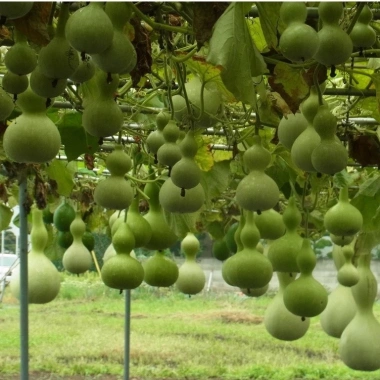 Hạt Giống Bầu Hồ Lô Năng Suất Cao - hatgiongnhapkhau - Giá 14.000đ, Tiết Kiệm, Năng Lượng Tối Đa 3