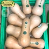 Hạt giống bí bơ, bí hạt đậu thơm ngon - giàu dinh dưỡng, giảm giá 12.900 VNĐ 7
