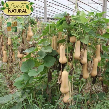 Hạt giống bí bơ, bí hạt đậu thơm ngon - giàu dinh dưỡng, giảm giá 12.900 VNĐ 9