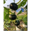 Hạt giống bí bơ hạt dẻ nội địa TQ - Ngọt nhất, nảy mầm 95%, giảm 20% chỉ 10.000đ 4