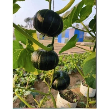 Hạt giống bí bơ hạt dẻ nội địa TQ - Ngọt nhất, nảy mầm 95%, giảm 20% chỉ 10.000đ