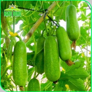 Hạt giống Bí Đao Chanh nhập khẩu hatgiongnhapkhau - Giá 15.000đ, chất lượng cao