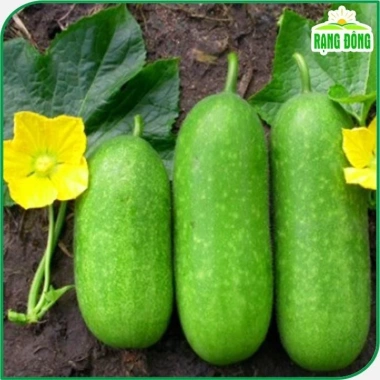 Hạt giống Bí Đao Chanh nhập khẩu hatgiongnhapkhau - Giá 15.000đ, chất lượng cao