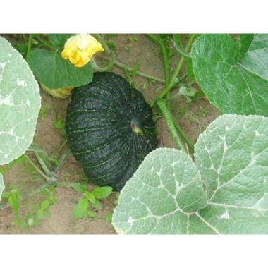 Hạt Giống Bí Đỏ Da Cóc - Năng Suất Cao, Giá Ưu Đãi 12.900 VNĐ 2