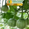 Hạt Giống Bí Đỏ Greenhome 5 Hạt T03 - Dễ Trồng, Nảy Mầm Cao, Thu Hoạch Nhanh, Năng Suất Lớn - Chỉ 13.900 VNĐ 2