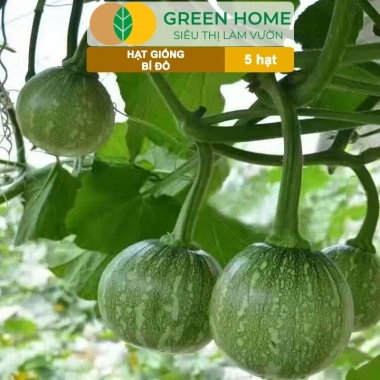 Hạt Giống Bí Đỏ Greenhome 5 Hạt T03 - Dễ Trồng, Nảy Mầm Cao, Thu Hoạch Nhanh, Năng Suất Lớn - Chỉ 13.900 VNĐ 2