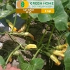 Hạt Giống Bí Đỏ Greenhome 5 Hạt T03 - Dễ Trồng, Nảy Mầm Cao, Thu Hoạch Nhanh, Năng Suất Lớn - Chỉ 13.900 VNĐ 3
