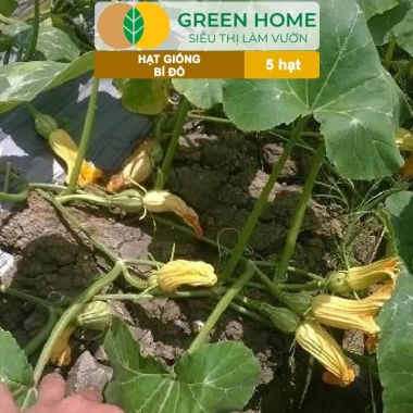 Hạt Giống Bí Đỏ Greenhome 5 Hạt T03 - Dễ Trồng, Nảy Mầm Cao, Thu Hoạch Nhanh, Năng Suất Lớn - Chỉ 13.900 VNĐ 3