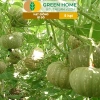 Hạt Giống Bí Đỏ Greenhome 5 Hạt T03 - Dễ Trồng, Nảy Mầm Cao, Thu Hoạch Nhanh, Năng Suất Lớn - Chỉ 13.900 VNĐ 4