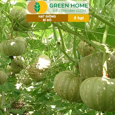 Hạt Giống Bí Đỏ Greenhome 5 Hạt T03 - Dễ Trồng, Nảy Mầm Cao, Thu Hoạch Nhanh, Năng Suất Lớn - Chỉ 13.900 VNĐ 4