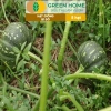 Hạt Giống Bí Đỏ Greenhome 5 Hạt T03 - Dễ Trồng, Nảy Mầm Cao, Thu Hoạch Nhanh, Năng Suất Lớn - Chỉ 13.900 VNĐ 5