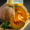 Hạt Giống Bí Đỏ Greenhome 5 Hạt T03 - Dễ Trồng, Nảy Mầm Cao, Thu Hoạch Nhanh, Năng Suất Lớn - Chỉ 13.900 VNĐ 7