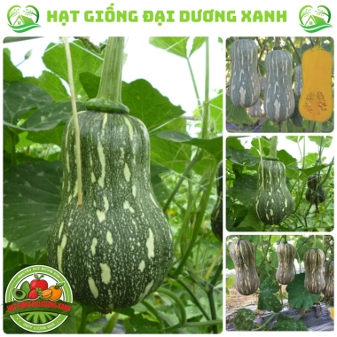 Hạt giống bí đỏ hạt đậu và bí đỏ hồ lô 15 hạt - Tặng phân, giá chỉ 9.600đ