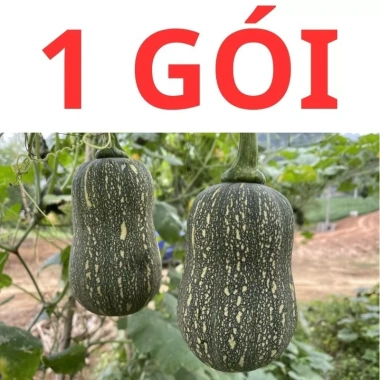 Hạt giống bí đỏ hạt đậu và bí đỏ hồ lô 15 hạt - Tặng phân, giá chỉ 9.600đ