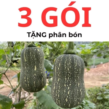 Hạt giống bí đỏ hạt đậu và bí đỏ hồ lô 15 hạt - Tặng phân, giá chỉ 9.600đ