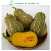 Hạt giống bí đỏ hạt đậu và phân bón, siêu trái cao sản - MSeed giá 11.440 VND