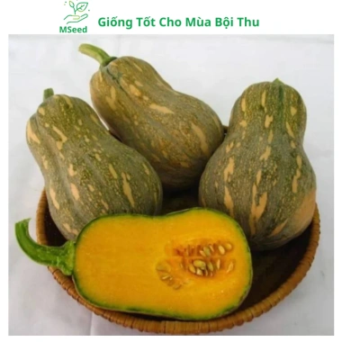 Hạt giống bí đỏ hạt đậu và phân bón, siêu trái cao sản - MSeed giá 11.440 VND