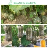 Hạt giống bí đỏ hạt đậu và phân bón, siêu trái cao sản - MSeed giá 11.440 VND 2
