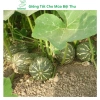 Hạt giống bí đỏ hạt đậu và phân bón, siêu trái cao sản - MSeed giá 11.440 VND 3