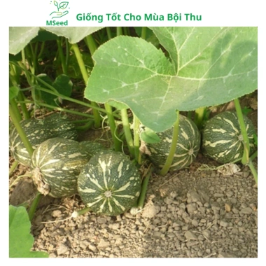 Hạt giống bí đỏ hạt đậu và phân bón, siêu trái cao sản - MSeed giá 11.440 VND 3 Hạt giống bí đỏ hạt đậu và phân bón, siêu trái cao sản - MSeed giá 11.440 VND 3