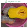 Hạt giống bí đỏ hạt đậu và phân bón, siêu trái cao sản - MSeed giá 11.440 VND 4