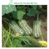 Hạt giống bí đỏ hạt đậu và phân bón, siêu trái cao sản - MSeed giá 11.440 VND 5