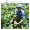 Hạt giống bí đỏ hạt đậu và phân bón, siêu trái cao sản - MSeed giá 11.440 VND 6