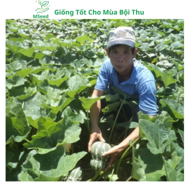 Hạt giống bí đỏ hạt đậu và phân bón, siêu trái cao sản - MSeed giá 11.440 VND