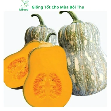 Hạt giống bí đỏ hạt đậu và phân bón, siêu trái cao sản - MSeed giá 11.440 VND