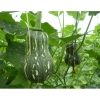 Hạt Giống Bí Đỏ Leo Giàn Cao Sản 10g - Nảy Mầm Trên 90% Giá 11.000 VNĐ 3