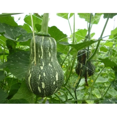 Hạt Giống Bí Đỏ Leo Giàn Cao Sản 10g - Nảy Mầm Trên 90% Giá 11.000 VNĐ 3