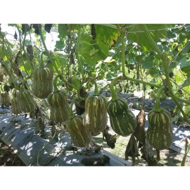 Hạt Giống Bí Đỏ Leo Giàn Cao Sản 10g - Nảy Mầm Trên 90% Giá 11.000 VNĐ 4