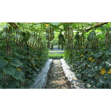 Hạt Giống Bí Đỏ Leo Giàn Cao Sản 10g - Nảy Mầm Trên 90% Giá 11.000 VNĐ 5