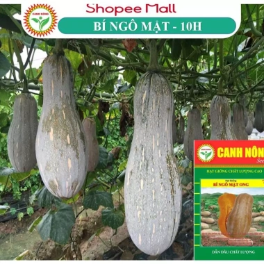 Hạt giống Bí Đỏ Mật (Bí Mật Ong) 1g 10 hạt – Hồ Lô thịt nhiều, giá 12.800 VND
