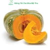 Hạt giống bí đỏ tròn siêu trái, dễ trồng, năng suất cao, tặng phân bón - MSeed