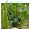 Hạt giống bí đỏ tròn siêu trái, dễ trồng, năng suất cao, tặng phân bón - MSeed 2